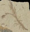 Dawn Redwood (Metasequoia) Fossil - Montana #126629-1